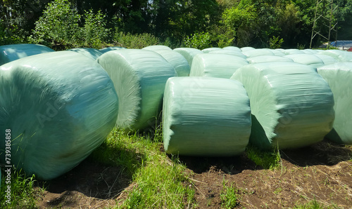 bales of hay and straw covered in sturdy plastic sheeting to protect them from atmospheric agents photo