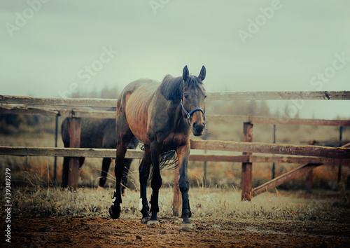 A beautiful bay horse grazes in the field of a farm on a cloudy day. The horse is part of the agriculture and horse care industry.