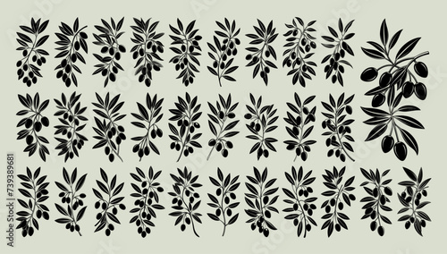 Collection of olive branch plant illustration design