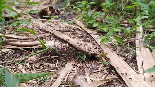 ants colony in the forest