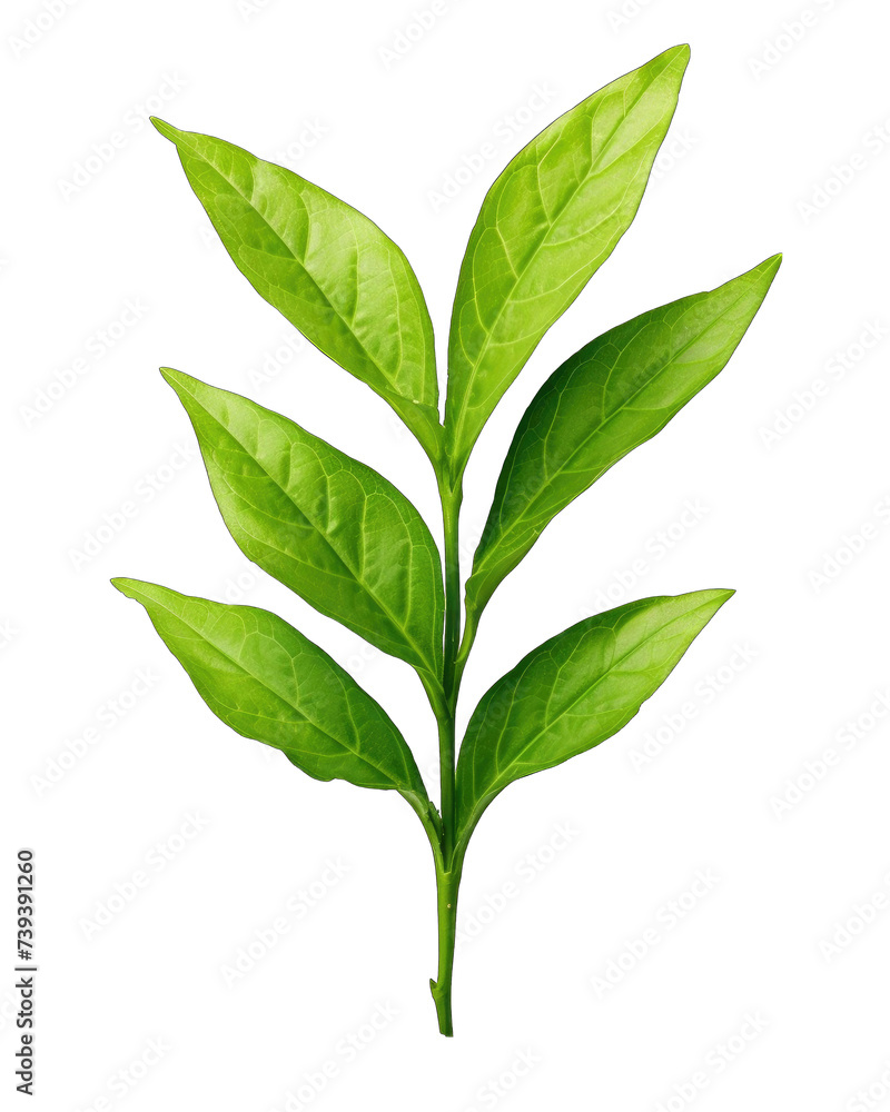 Green teen leaf png / transparent