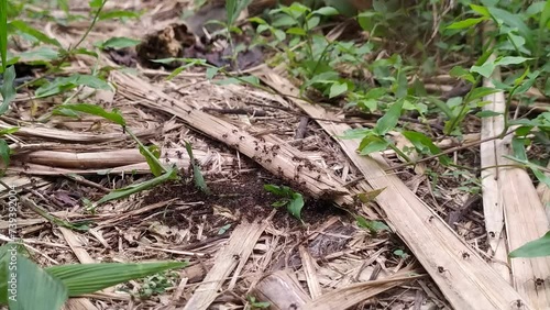 ants colony in the forest
