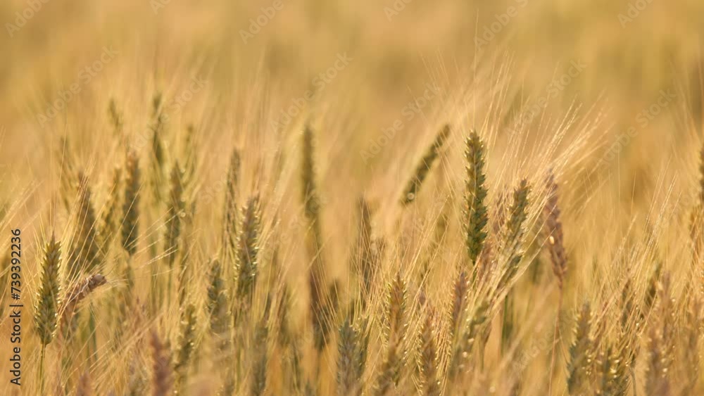 Grain Fields on a Bright Sunny and Windy Day Grain Fields on a Bright Sunny and Windy Day