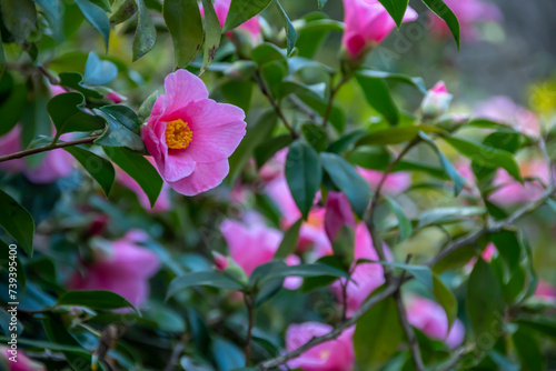 A pink Camellia x Williams, Bow Bells blooming in February