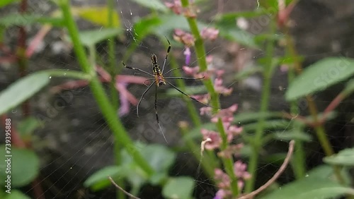 spider on the web