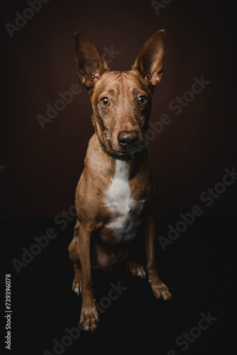 Podenco Hund braun Studio Portrait