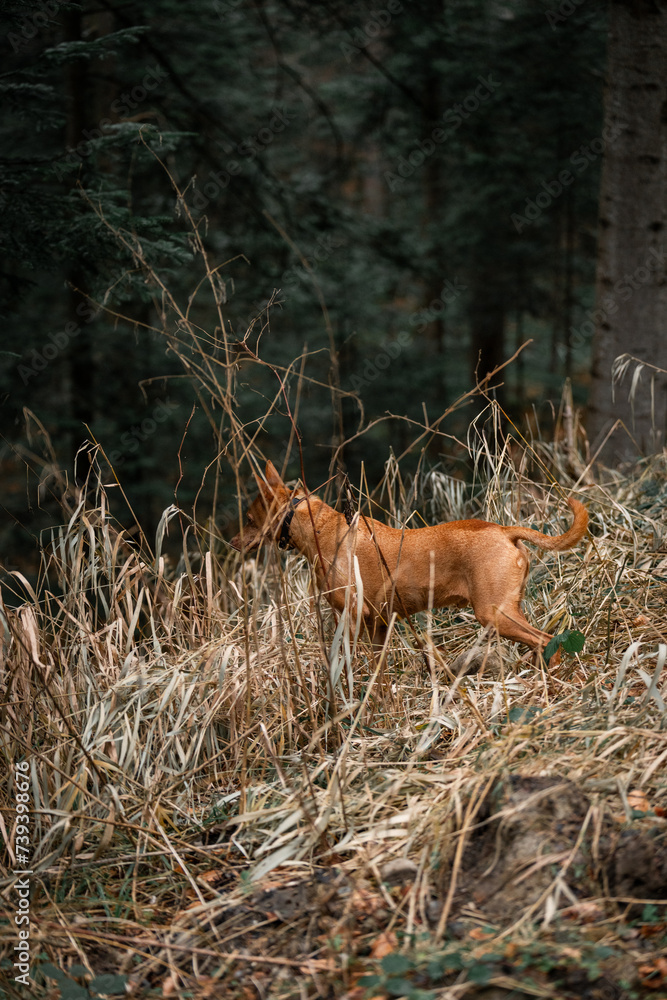 Naklejka premium Podenco sieht Reh