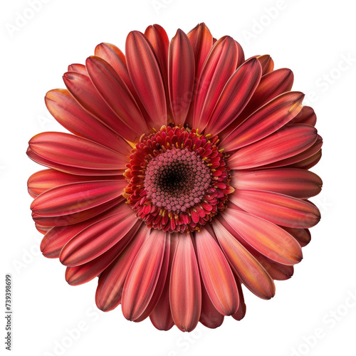Red gerbera flower isolated on transparent background. 