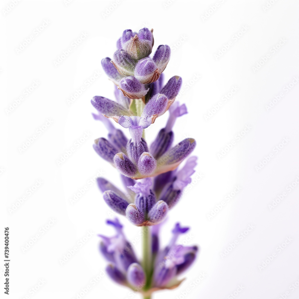 Fototapeta premium Purple lavender blossom on white background. 