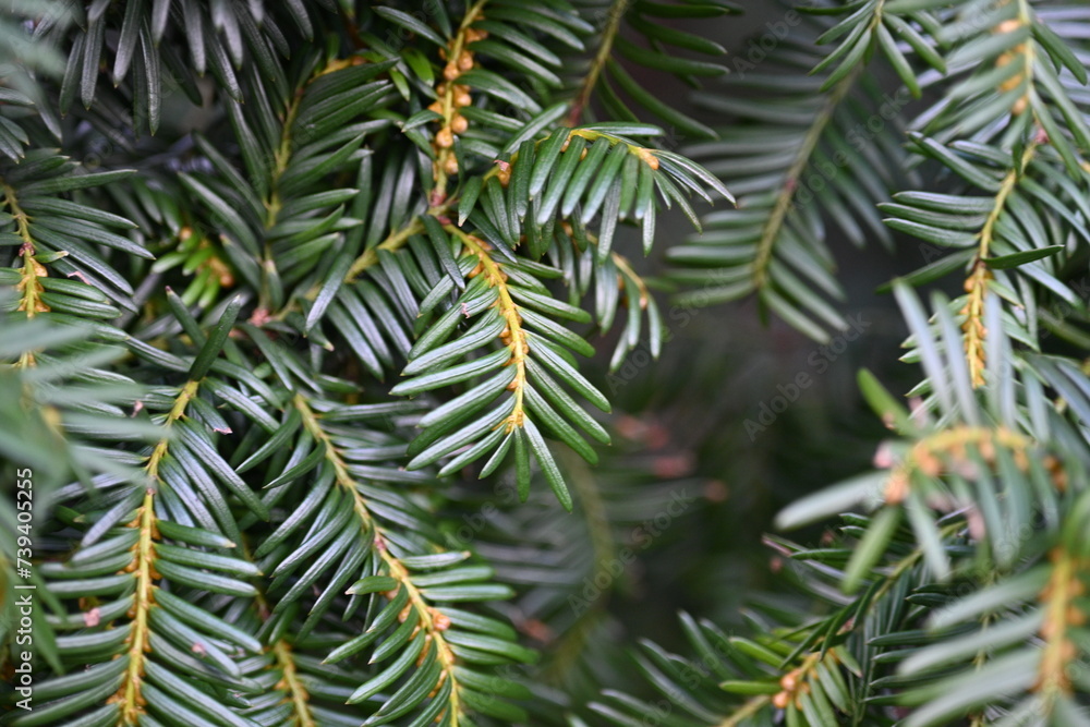Yew berry leaves close-up, macro yew berry leaves Yew berry leaves close-up, macro yew berry leaves
