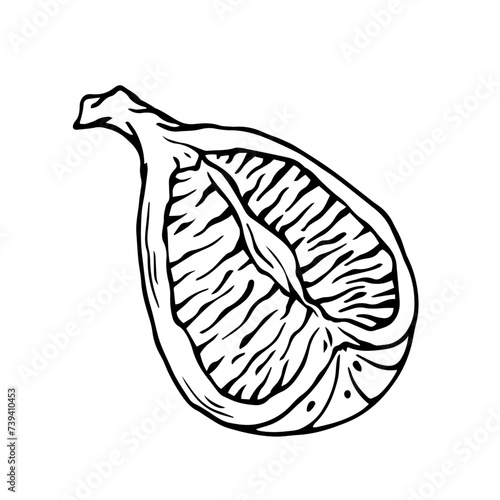 Sketch, doodle of a piece of fig fruit. Vector graphics.