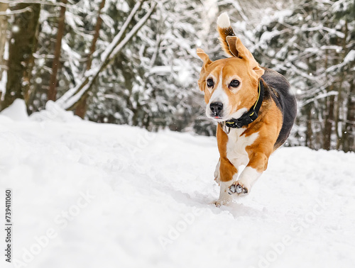 Beagle Dog Running in winter snowy forest