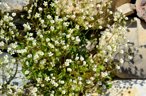 Saxifraga cuneata (or Saxifraga platyloba) in flower on limestone rocks photo