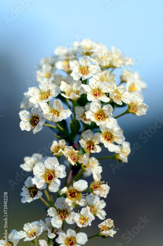 Detail of the flowers of the small shrub Spiraea hypericifolia with blue sky