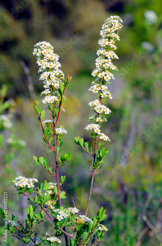 The small shrub Spiraea hypericifolia in flower photo