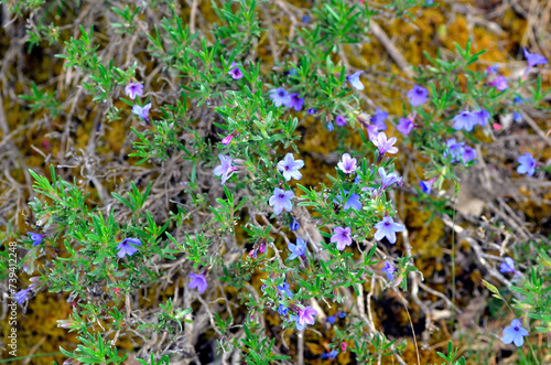 The small shrubby gromwell bush (Lithodora fruticosa) in flower photo