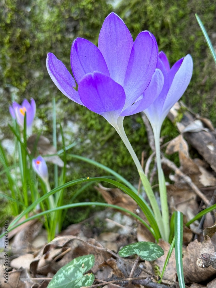 flowers crocuses purple wildlife Montenegro Fort Verige sea Boca Kotor Bay Perast Church of Our Lady of Angels moss stones bricks nature 