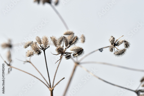 Dry and stinging seeds indicating dryness on a white background photo