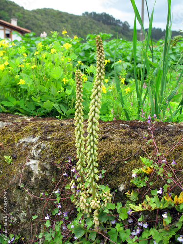 Venus navel plant (Umbilicu...