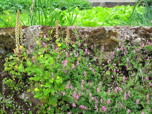 Venus navel plant (Umbilicu...