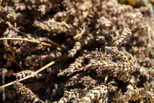 Lavanda esiccata