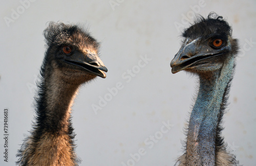 Close-up head of emu with big funny eyes. photo