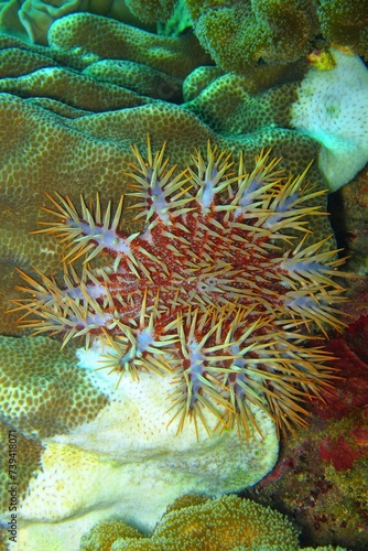 Crown-of-thorns starfish- colorful invasive species on the tropical reef. Corals and invasive animal. Dangerous creature on the reef. Tropical marine life, underwater photography from scuba diving.