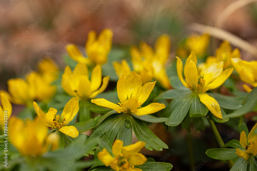 beautiful flowering winter aconite flowers in a forest beautiful flowering winter aconite flowers in a forest