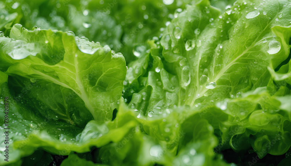 Crisp Lettuce Close-Up: Fresh Salad Leaves with Dew Drops - Vibrant Greenery and Detailed Texture Perfect for Refreshing Spring Recipes and Agriculture Promotion - Green Leaf with Drops Crisp Lettuce Close-Up: Fresh Salad Leaves with Dew Drops - Vibrant Greenery and Detailed Texture Perfect for Refreshing Spring Recipes and Agriculture Promotion - Green Leaf with Drops