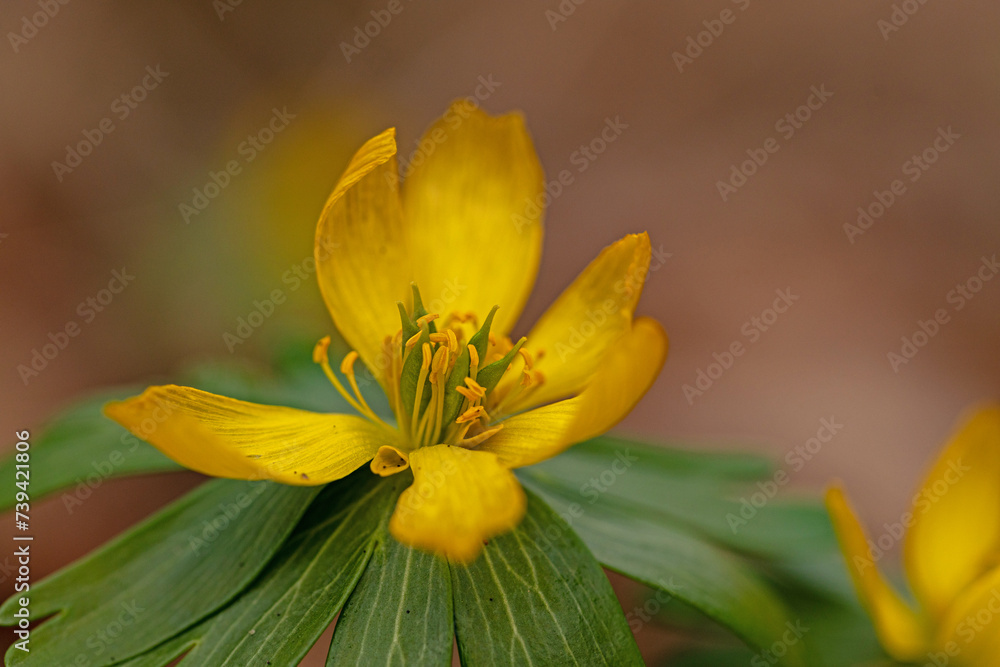 macro of a beautiful flowering winter aconite flower in a forest macro of a beautiful flowering winter aconite flower in a forest