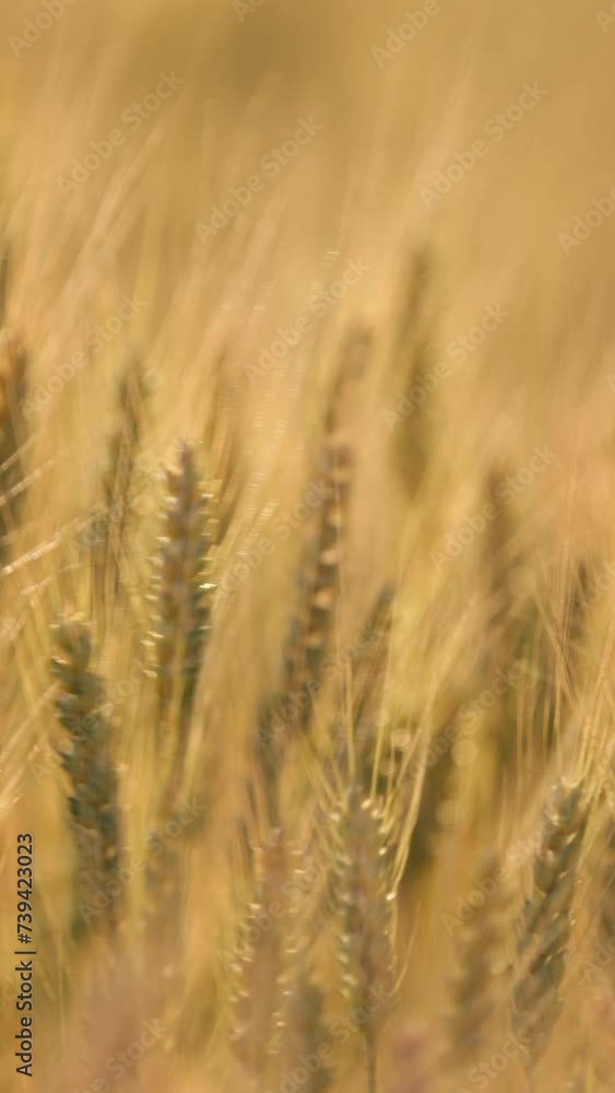 Grain Fields on a Bright Sunny and Windy Day Grain Fields on a Bright Sunny and Windy Day