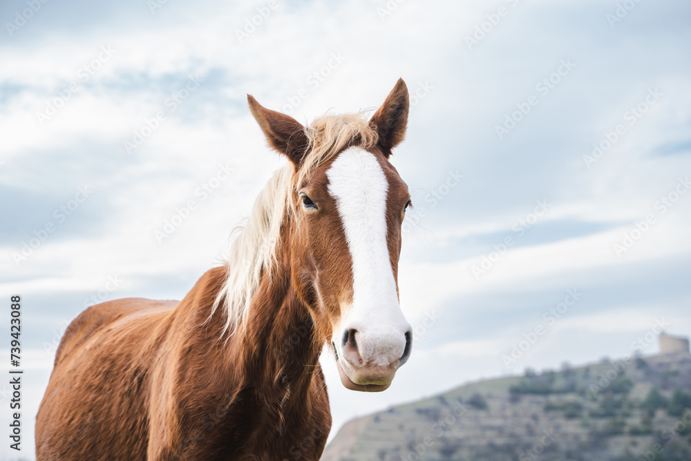 Obraz premium Closeup portrait of chestnut horse looking up to the camera in the pasture on sunny day in the mountains, beautiful pet outdoor, horse head over blue sky with clouds.