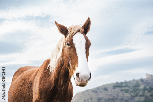 Closeup portrait of chestnut horse looking up to the camera in the pasture on sunny day in the mountains, beautiful pet outdoor, horse head over blue sky with clouds. © Соня Монштейн