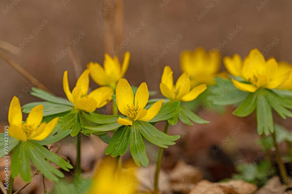 Obraz premium beautiful flowering winter aconite flowers in a forest