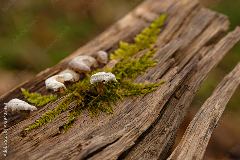 Obraz premium small mushrooms on dead wood in a forest in early spring