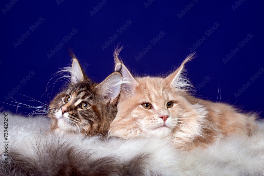 Adorable cute maine coon kittens on blue background in studio, isolated.