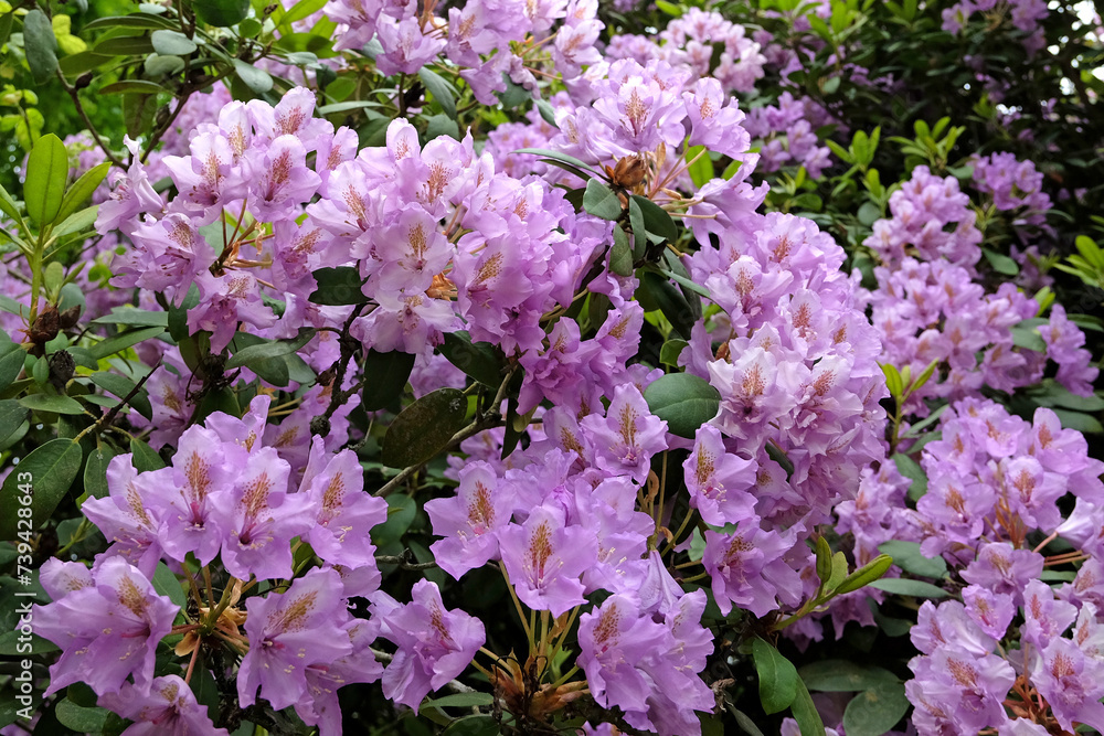 Rhododendron 'Fastuosum Flore Pleno' in flower. .