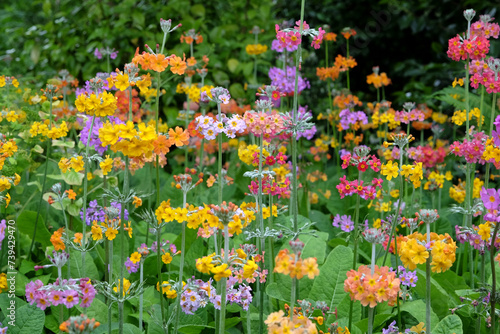 Colourful Japanese Primroses in flower.