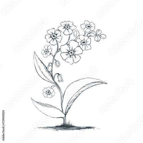  WALD Vergissmeinnicht - forget Me Not SYMBOL