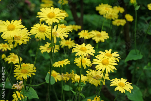 Doronicum or greater leopards bane in flower.