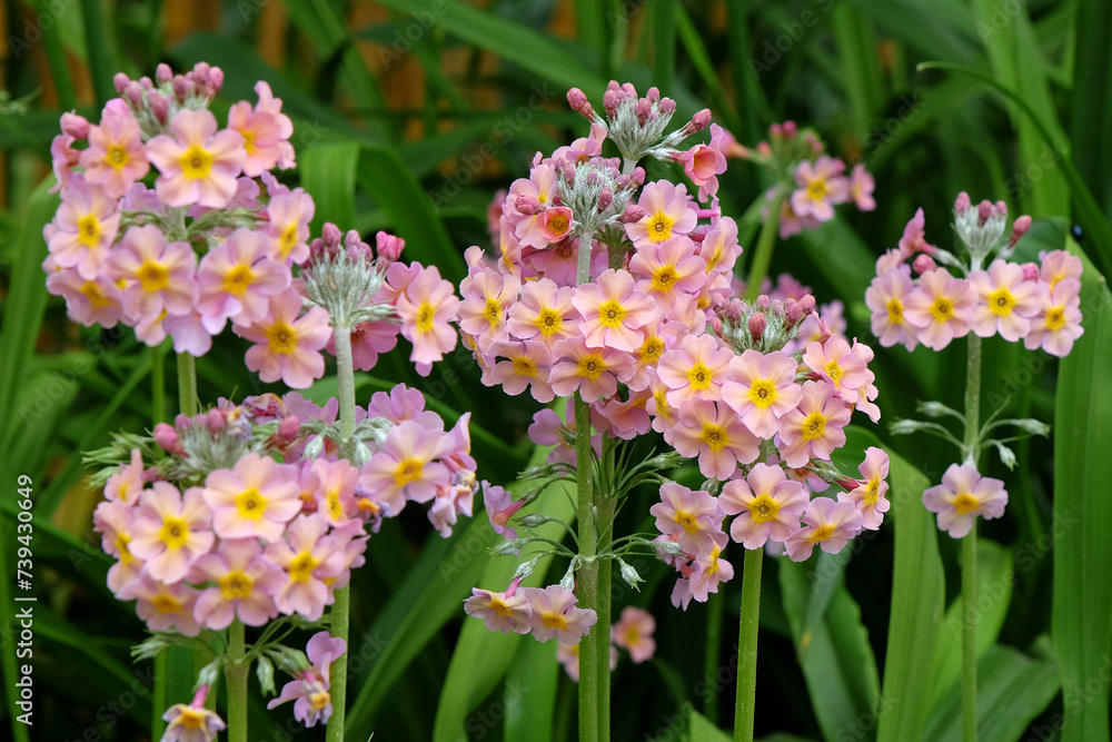 Pink Candelabra primula, also known as  Japanese Primroses, in flower.