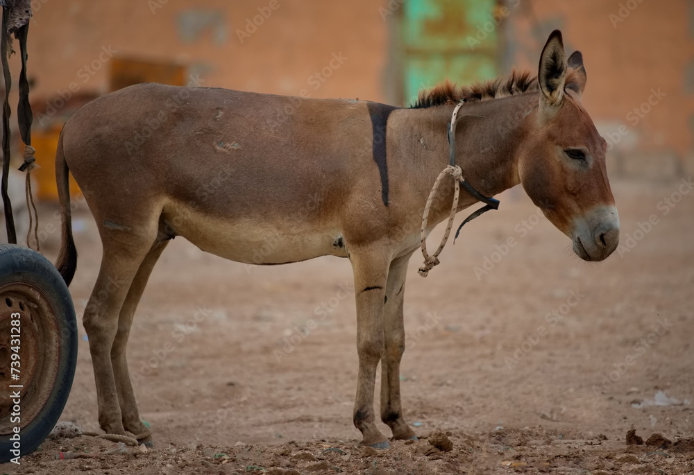 Fototapeta premium West Africa, Mauritania. A long-eared donkey is resting from heavy cargo transportation, swimming in the sea sand on the Atlantic Ocean.