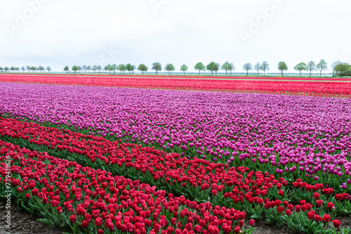 Tulip field in the polder near Zeewolde in the Netherlands.
