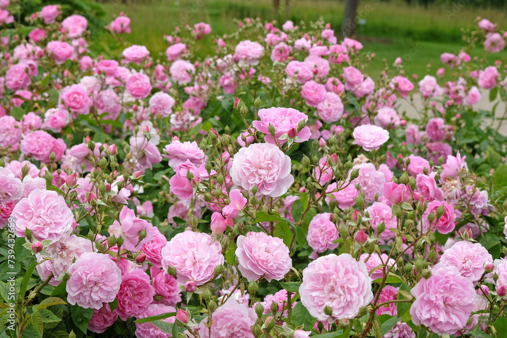 Rosa Harlow Carr in flower.