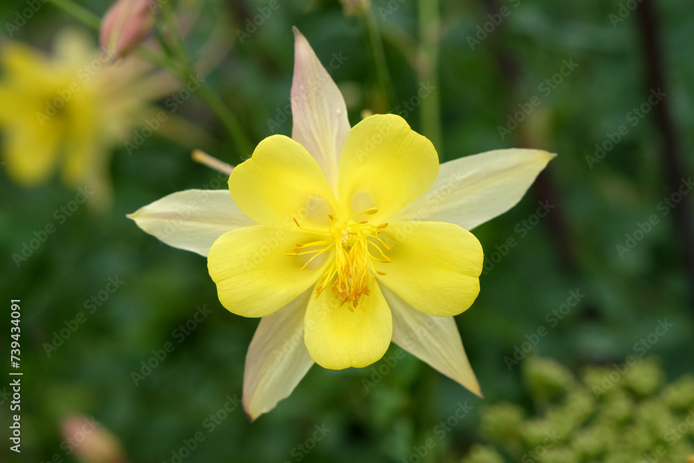 Aquilegia chrysantha, also known as granny's bonnet or columbine 'Texas Yellow' in flower. Aquilegia chrysantha, also known as granny's bonnet or columbine 'Texas Yellow' in flower.