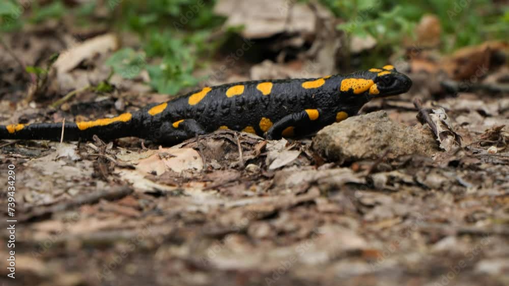 Fire Salamander on a Rainy Spring Day in a Forest Wilderness in Austria Fire Salamander on a Rainy Spring Day in a Forest Wilderness in Austria