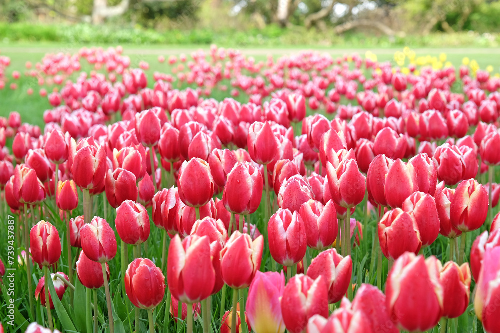 Red and white Triumph Tulip 'Leen Van Der Mark' in flower.