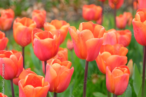 Orange and red Triumph Tulip  Annie Schilder   in flower.