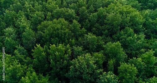 Aerial trees view green forest landscape foliage © golubovy