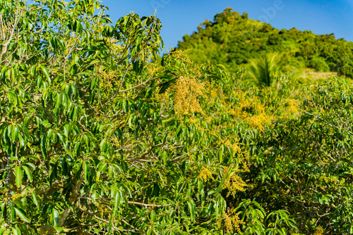 Mango tree. Vietnamese landscape. A suburb of Nha Trang, a rural area.